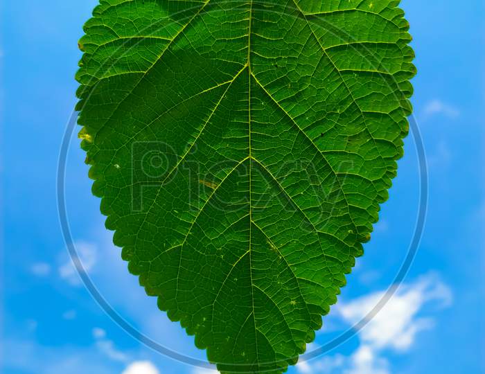 Mulberry green leaf on the background of blue sky