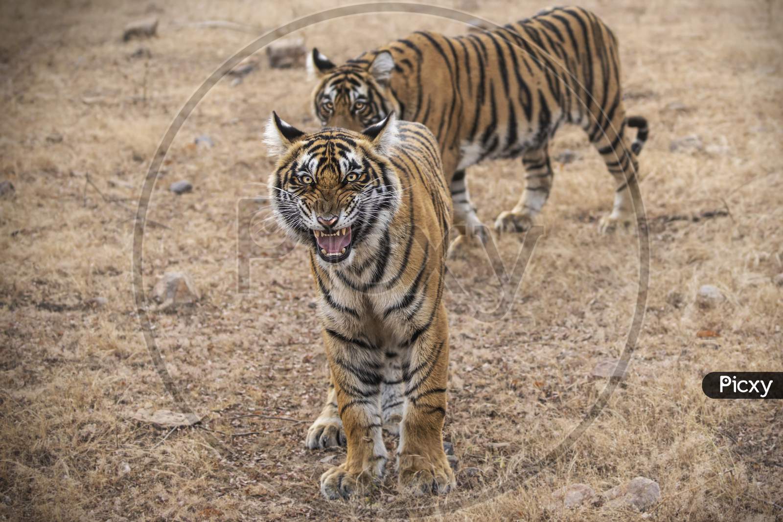 A couple of Roaring Tigers in a Forest