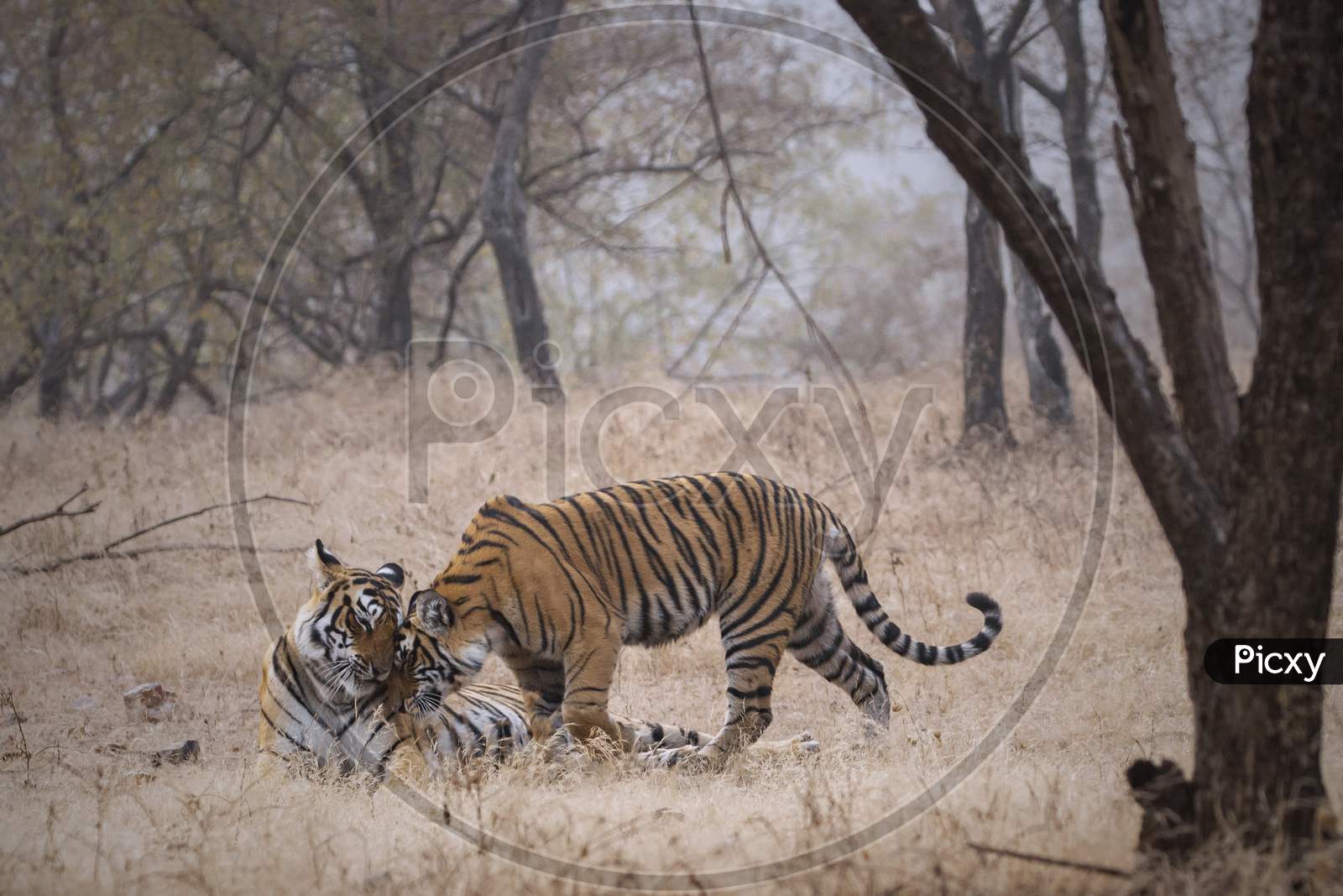 A Couple of Tigers in a Forest