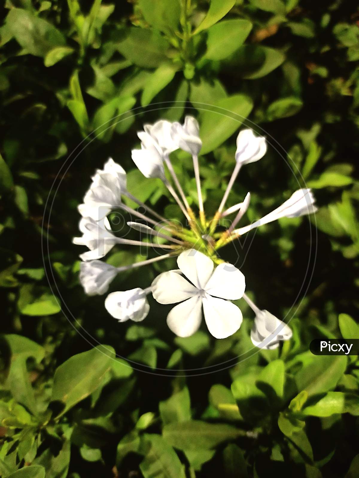 White colour flowers