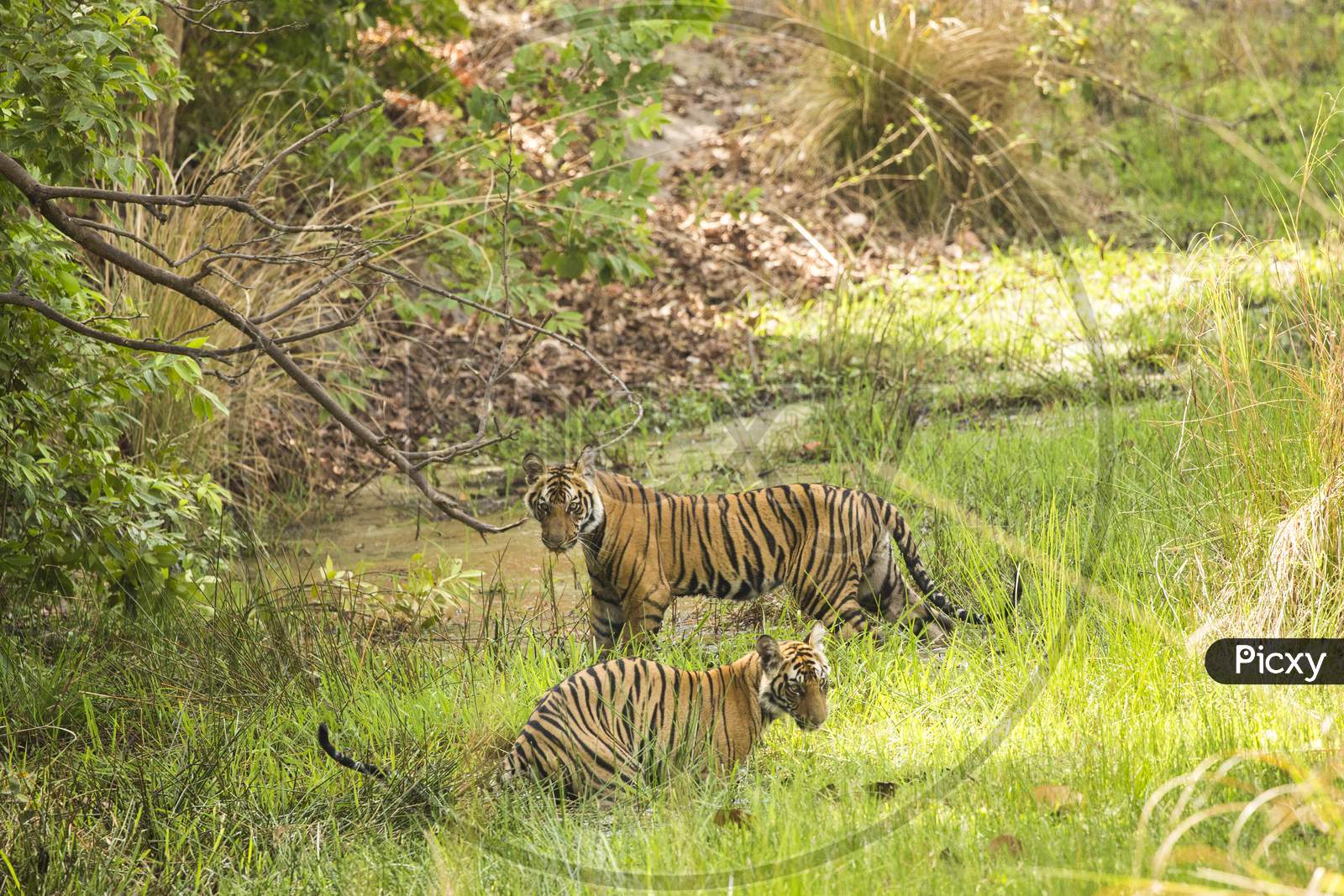 A couple of Tigers or Royal Bengal Tigers in Forest