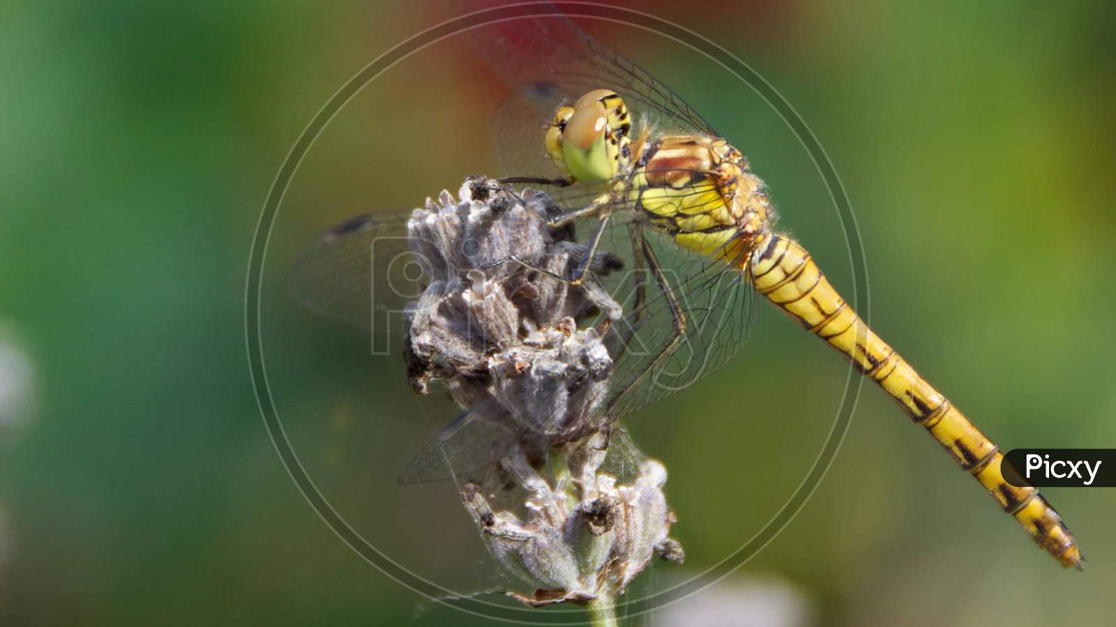Dragonflies and damseflies insect on plant