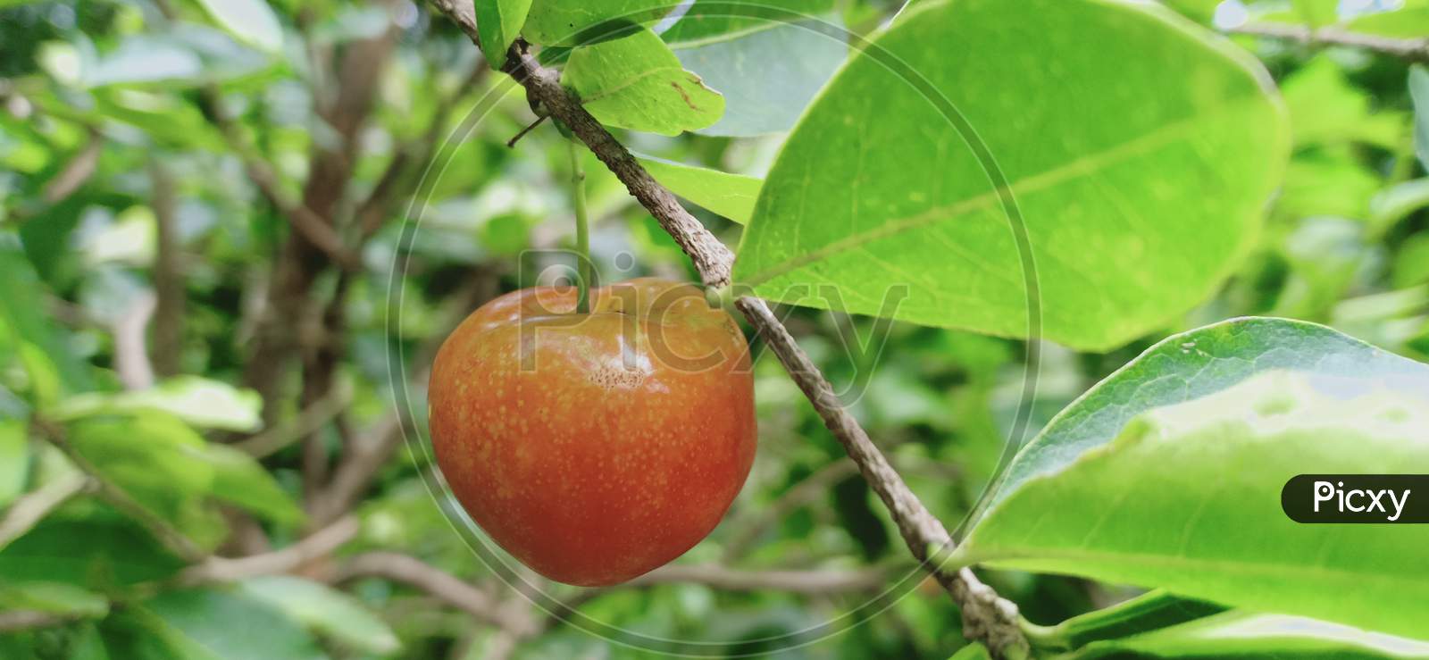 Barbados Cherry, Malpighia Glabra Linn Fruit In Nature Garden