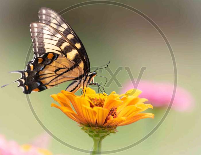 Butterfly On flower