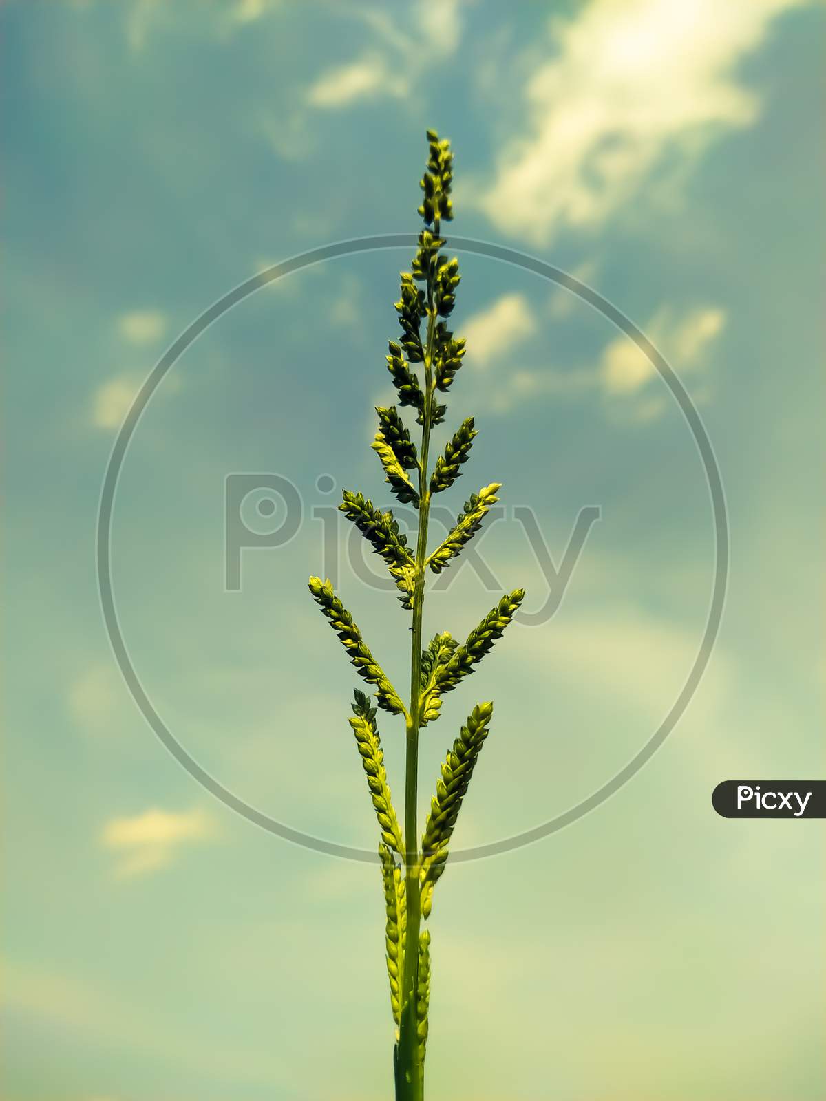 Green Flowering Plant Growing On The Background Of Sky
