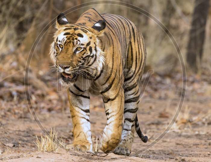 A Tiger or Bengal Tiger walking in Forest