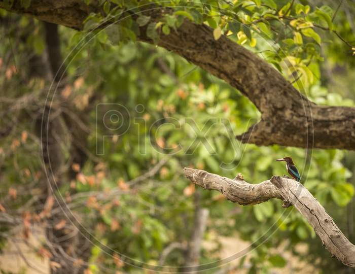 A Kingfisher Bird on a Tree Branch