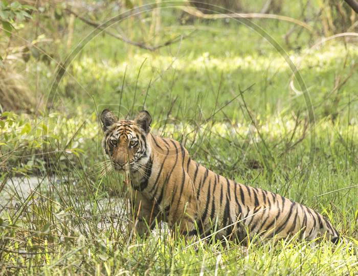 A Tiger or Royal Bengal Tiger in Forest