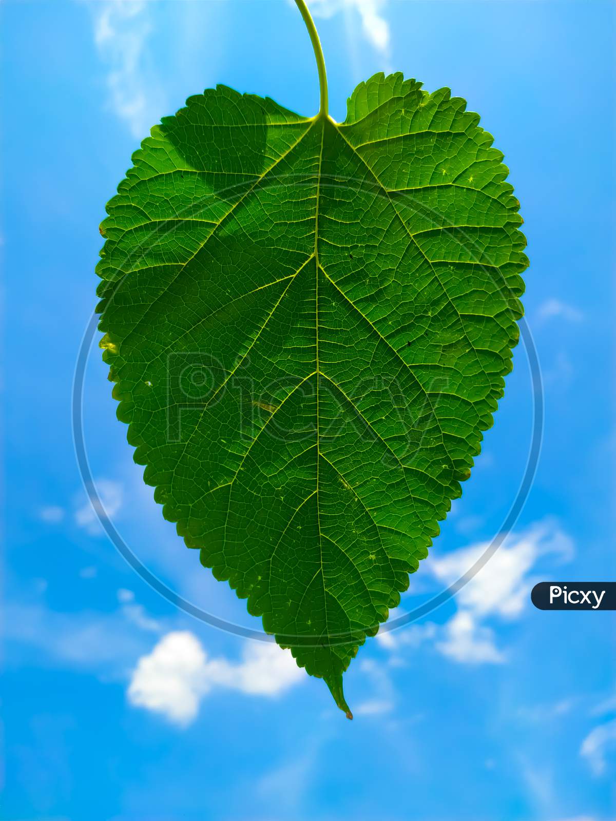 Mulberry green leaf on the background of blue sky