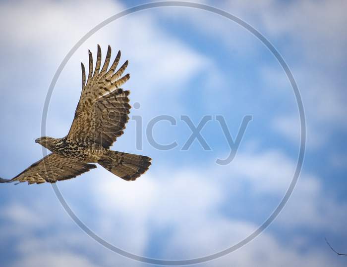 Eagle flying in Sky