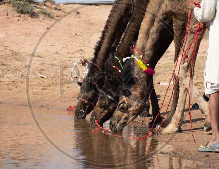 camels are drinking water.