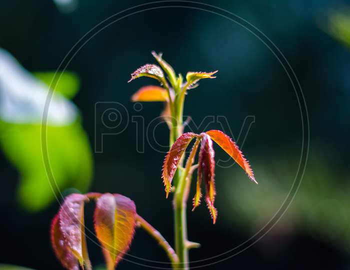 Young branch of rose with green leaf.  green leaf of rose bush. Shiny and succulent leaves green with red.