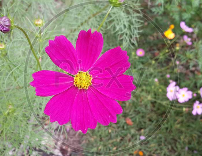 beautiful flower from a garden