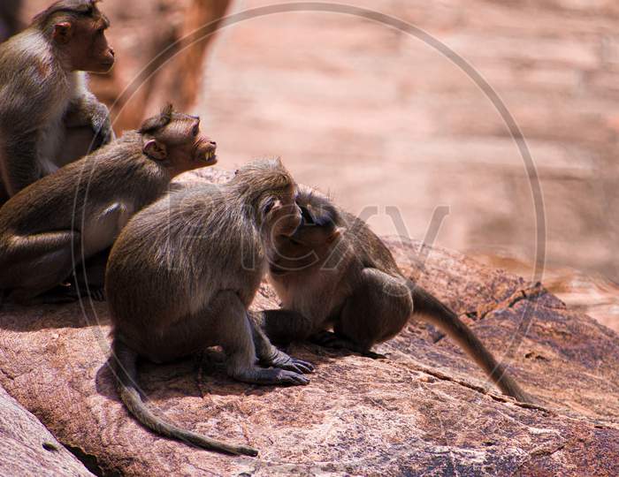Indian monkey family sittings on the rock.
