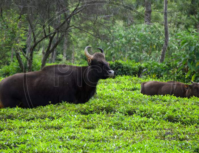 nilgiri gaur world biggest wild cows