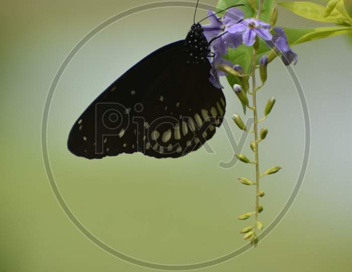 Black butterfly 🦋