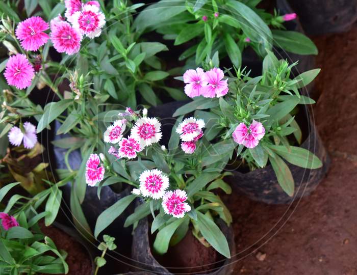 Pink China Flower With Leaves
