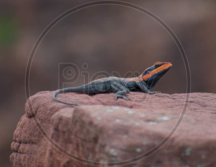 A orange headed lizard having selective focus and shallow depth of field standing on the rock.