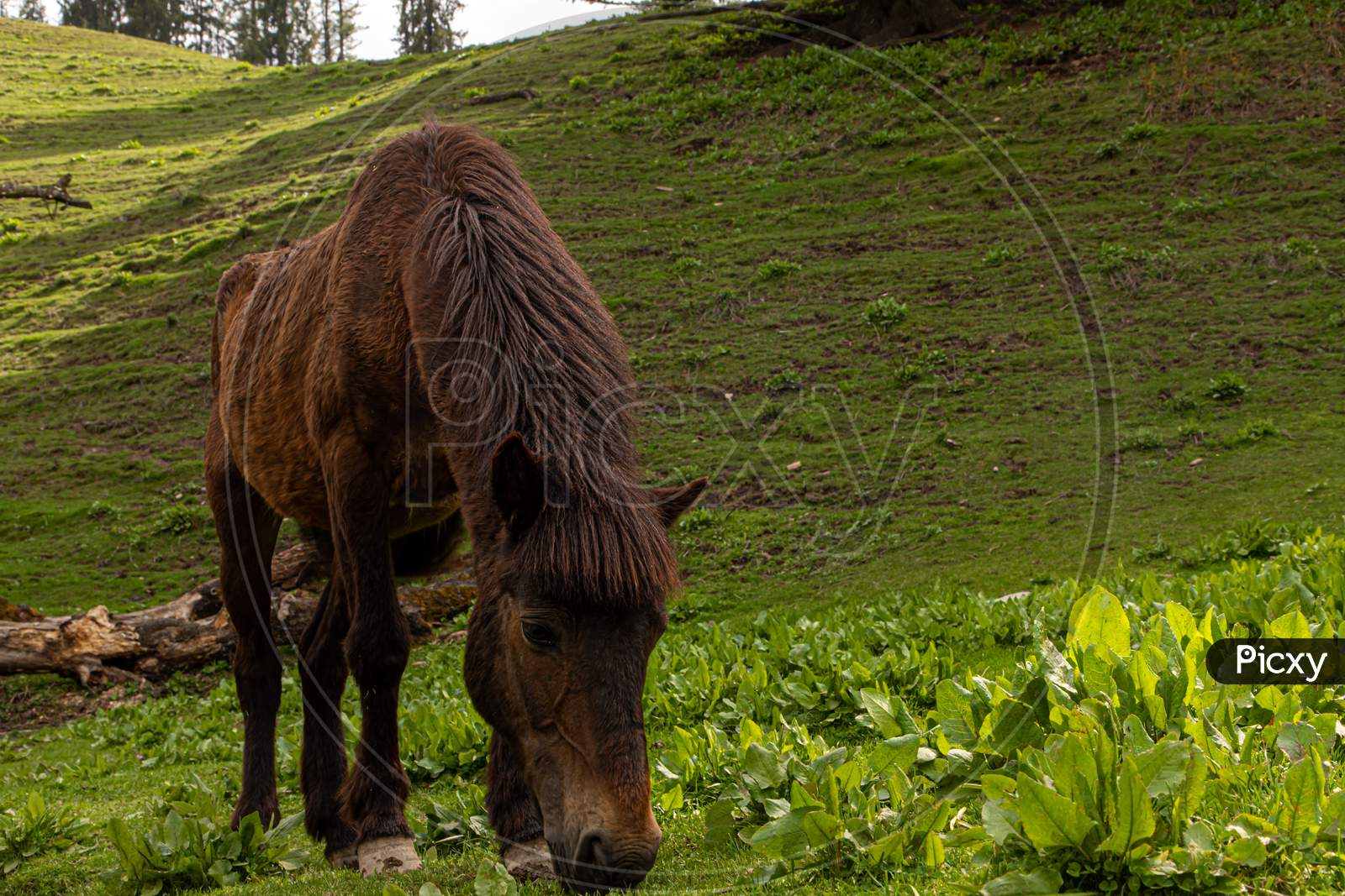 Horses grazing in Himalayas mountains
