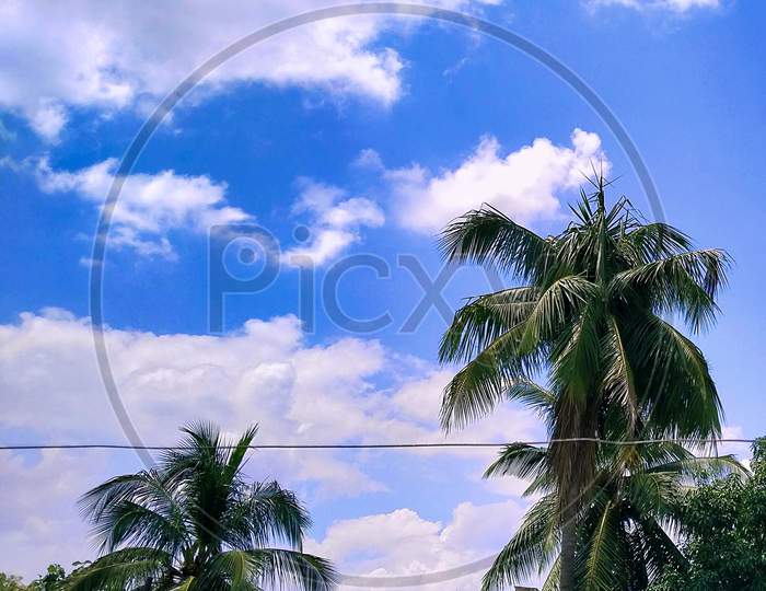 Beautiful cloudy sky with coconut tree