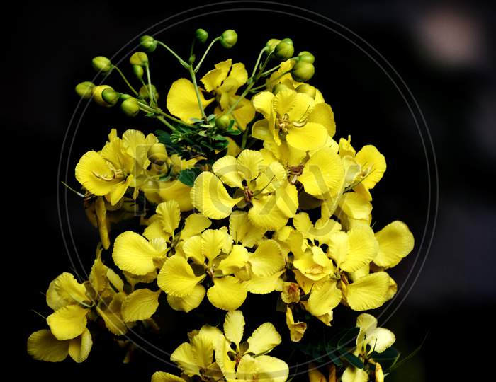 Bunch Of Yellow Flower