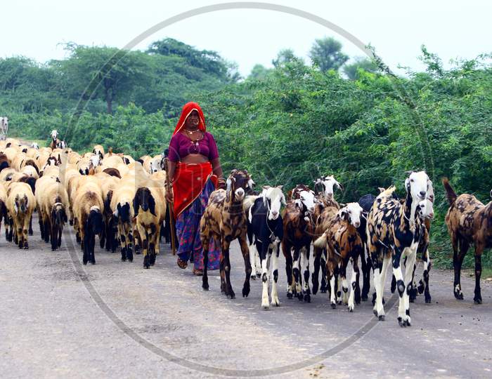 An Indian shepherd walks with a herd of sheep on the outskirts Village of Sambhar on August 30, 2020.