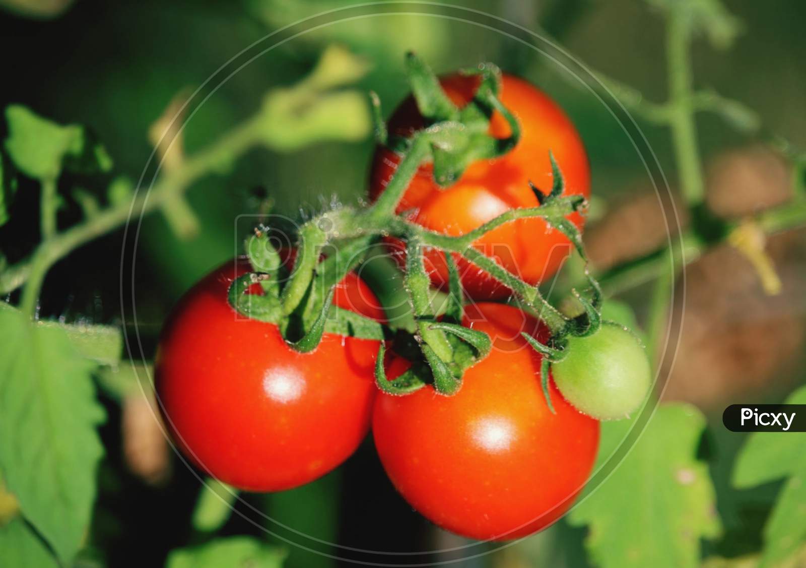 Beautiful tomato