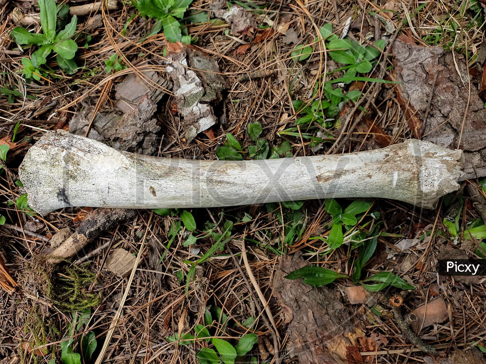 Photo of animal bone in the jungle of Himachal Pradesh, India