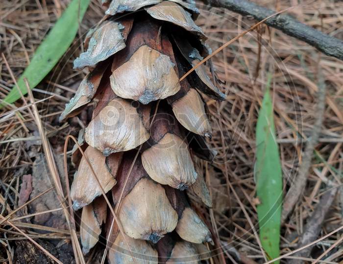 Photo of fallen pinus wallichiana cone in forest of Himachal Pradesh, India