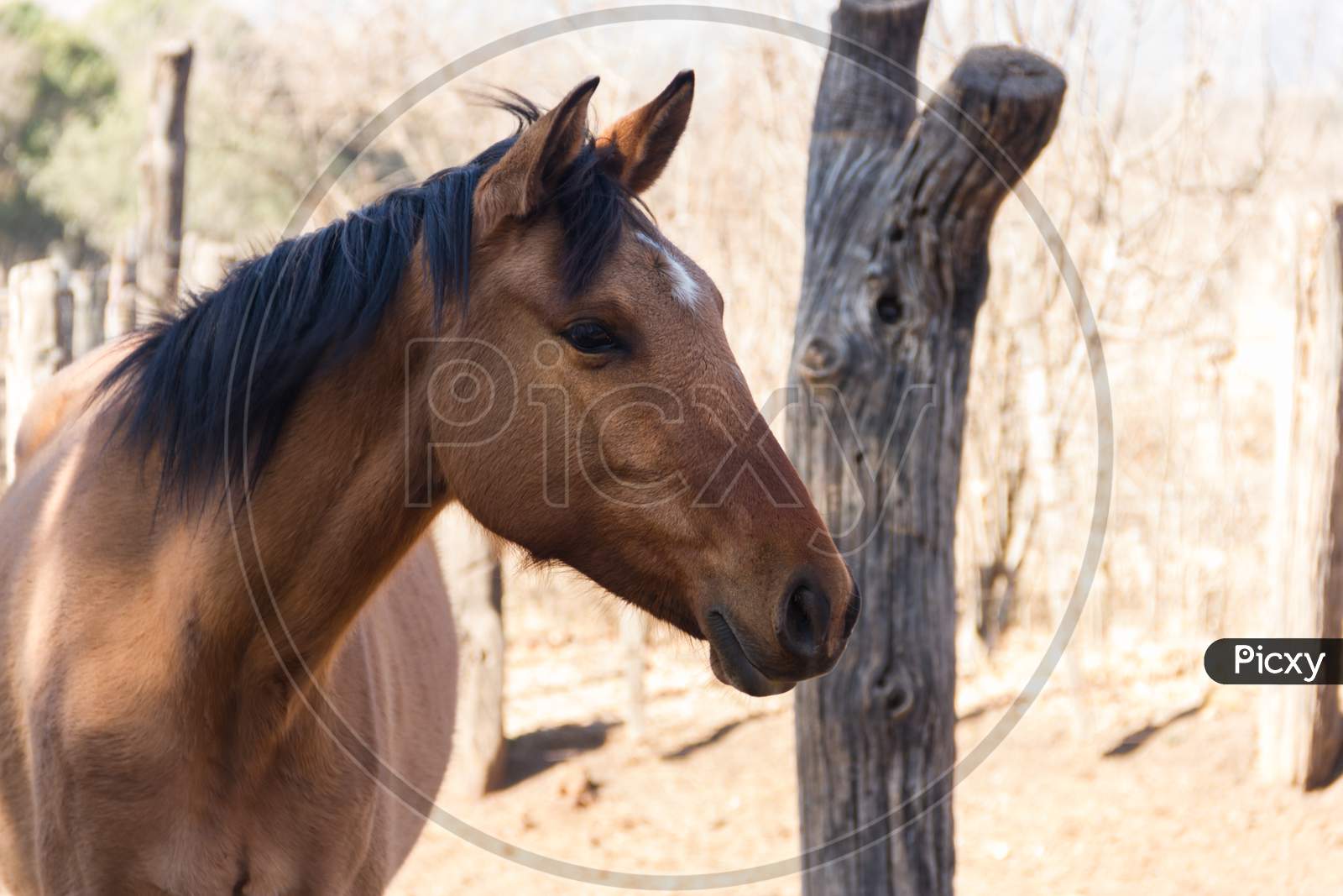 Portrait Of Brown Horse In The Field