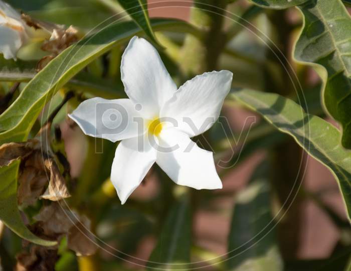 A white flower.