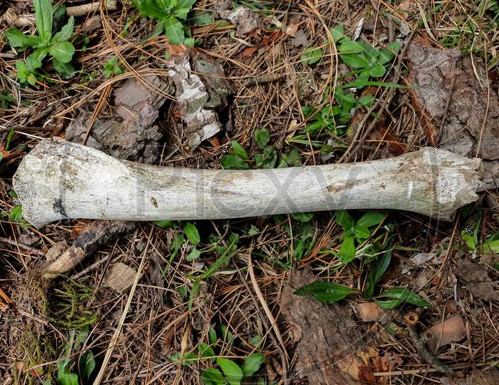 Photo of animal bone in the jungle of Himachal Pradesh, India