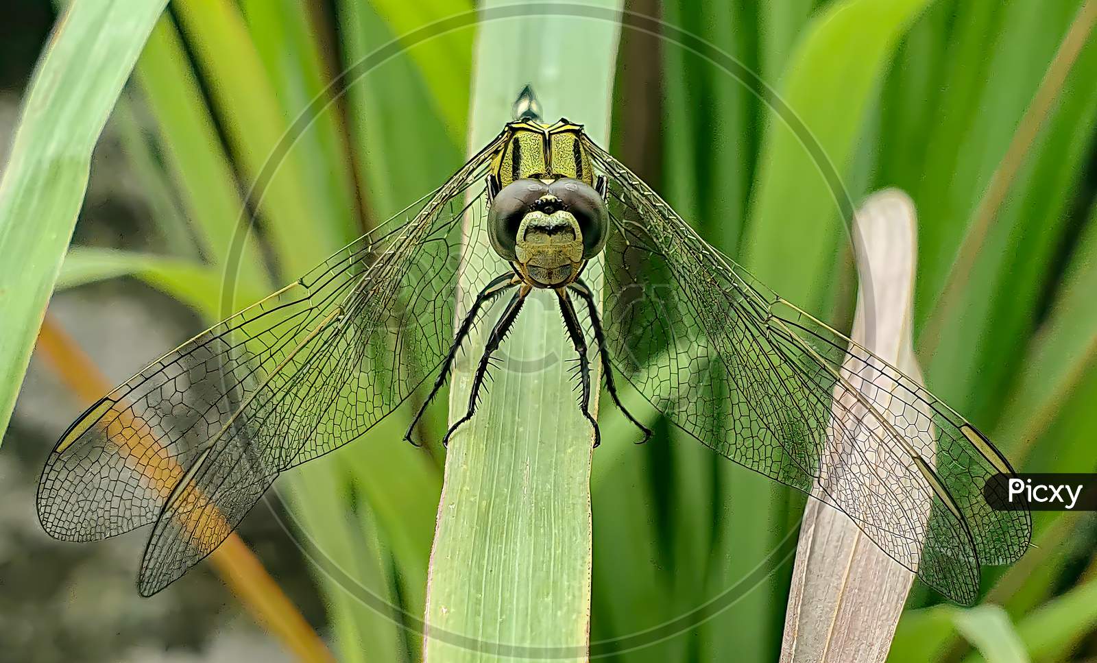 Dragon Fly Front View