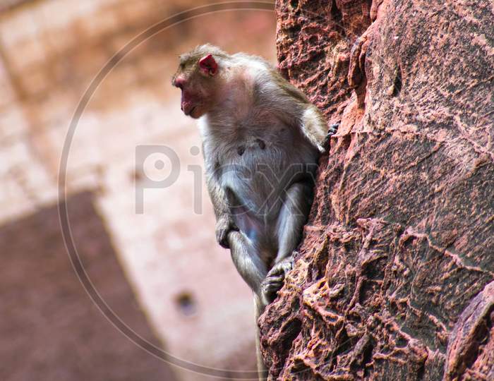 Indian monkey sitting on the red sandstone rock.