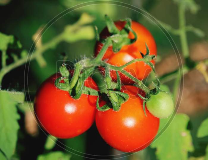 Beautiful tomato