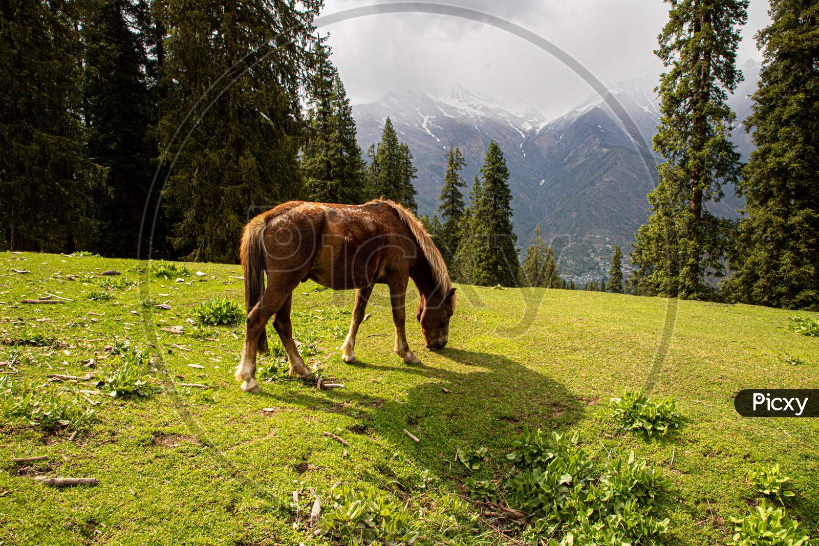 Horses grazing in Himalayas mountains