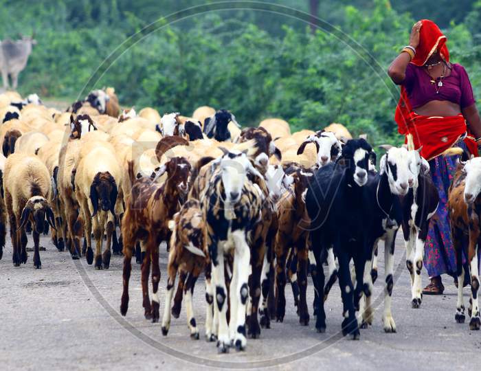 An Indian shepherd walks with a herd of sheep on the outskirts Village of Sambhar on August 30, 2020.
