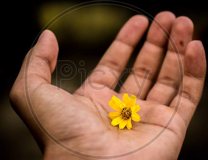 Landscape View Of Selective Focus Of A Yellow Flower In Hand, Singapore Daisy, Sphagneticola Trilobata.