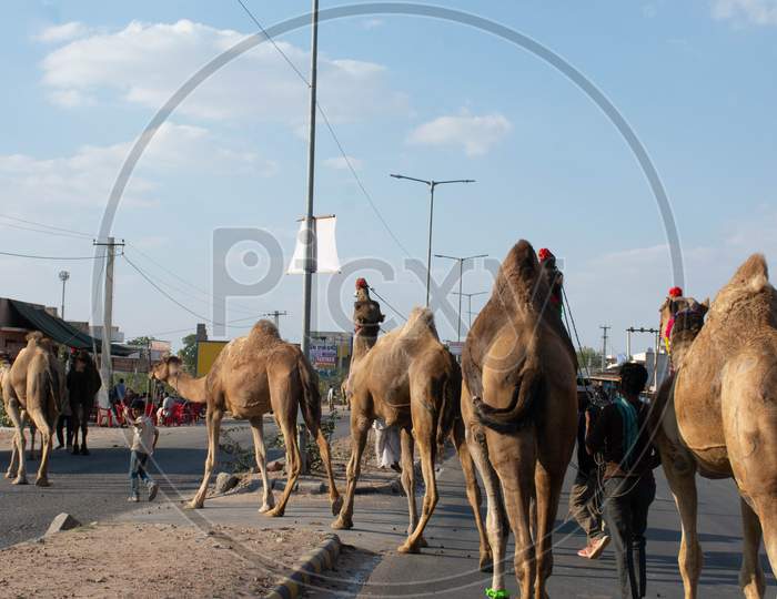 Camels are cross the road.