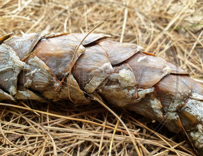 Pinus wallichiana cone (pine cone) stock photo