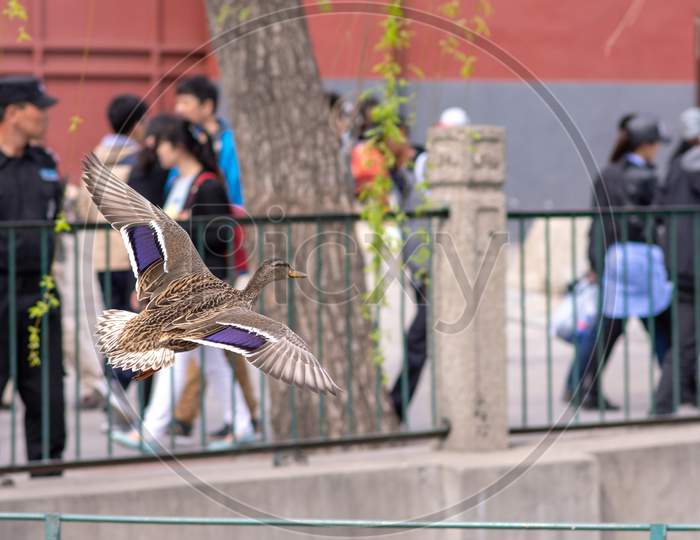 Female Mallard Duck Flying At Beihai Lake, Beihai Park In Beijing, China