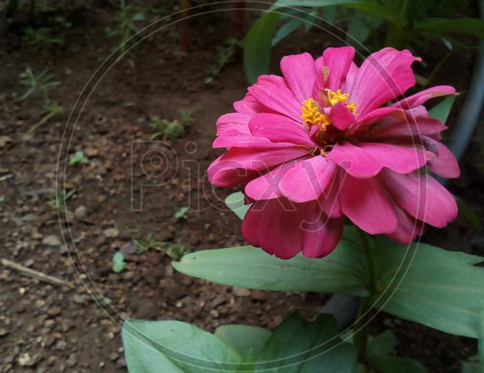 Pink, fresh and beautiful flower, selective focus on subject, background blur