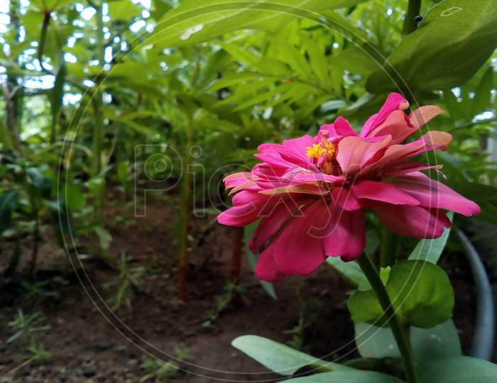 Pink, fresh and beautiful flower, selective focus on subject, background blur