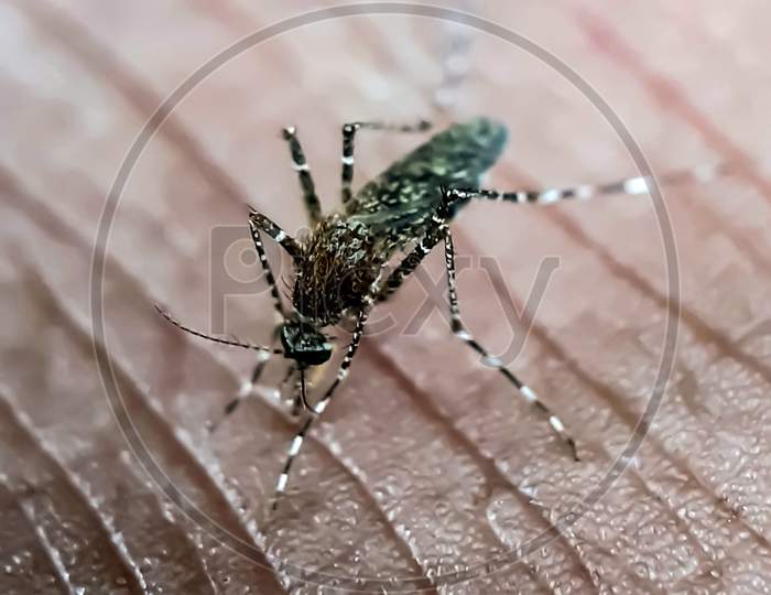 A Gray Mosquito Eats Human Blood During The Day So People Should Stay Away From Mosquitoes.