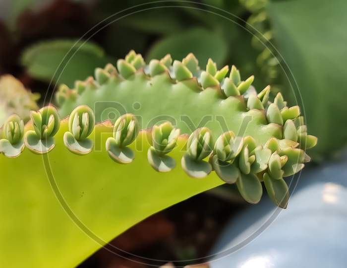 A rare plant