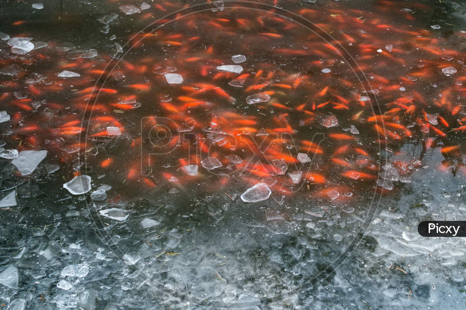 Koi Fish Swimming Under A Frozen Surface Of A Pond In Japanese Garden