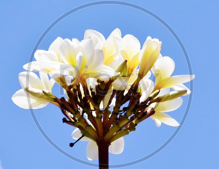 Bunch Of White Flowers Against Blue Sky