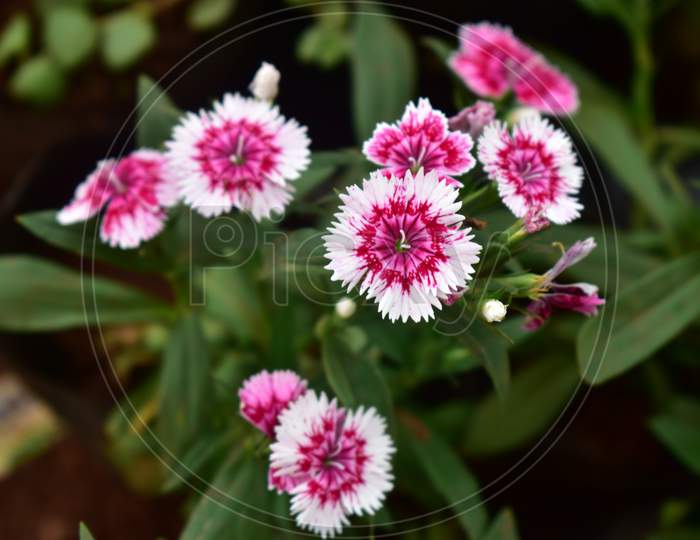 Pink China Flower With Leaves