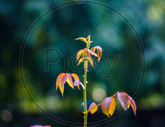 Young branch of rose with green leaf.  green leaf of rose bush. Shiny and succulent leaves green with red.