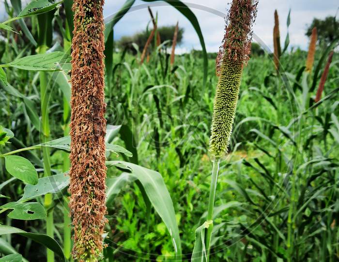 Pearl Millet Or Bajra Sitta In Farm Land In India Vertical Photo